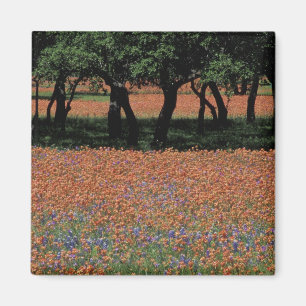 Aimant NA, Texas, Texas Hill Country, Buchan Dam,