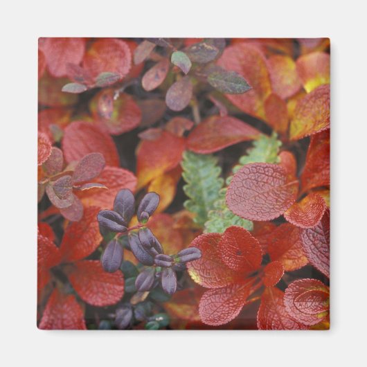 Aimant NA, USA, Alaska. Le Parc national de Denali. Bearb (Devant)