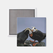 Aimant NA, USA, Alaska, Mer de Béring, Pribilofs. Tufé (Recto/Verso)