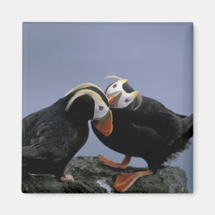 Aimant NA, USA, Alaska, Mer de Béring, Pribilofs. Tufé