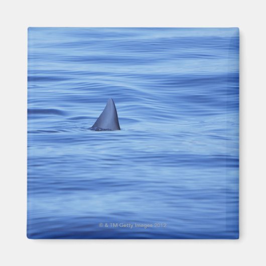 Aimant Nage de requins dans l'eau de mer (Devant)