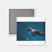 Aimant Nager Pengiun dans la mer. (Recto/Verso)