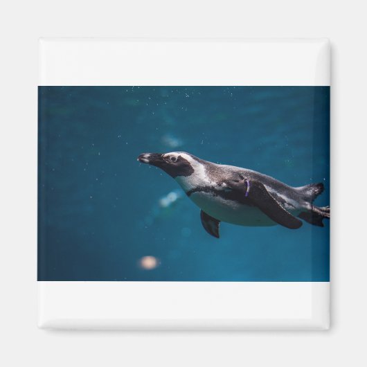 Aimant Nager Pengiun dans la mer. (Devant)