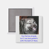 Aimant N'alimentez pas l'aimant du chien (Recto/Verso)