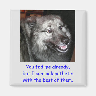 Aimant N'alimentez pas l'aimant du chien