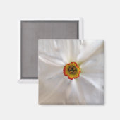 Aimant narcisse blanche perle (Recto/Verso)