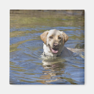Aimant Natation de chien