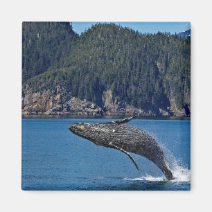 Aimant Nature Baleine à bosse Photo Faune