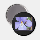 Aimant Nature des oiseaux de pied de violette d'amour (Recto/Verso)