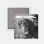 Aimant Naughty weiner dog (Recto/Verso)