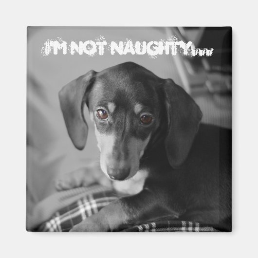 Aimant Naughty weiner dog (Devant)