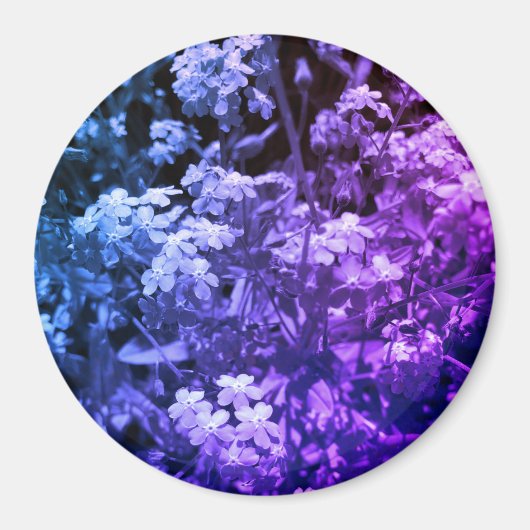 Aimant ne m'oublie pas (Devant)