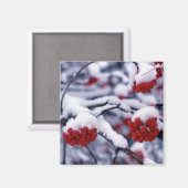 Aimant Neige sur les Berries Européennes de Cendres de Mo (Recto/Verso)