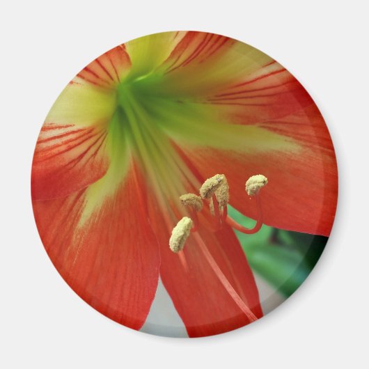 Aimant nénuphar (Devant)
