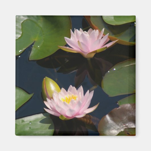 Aimant Nénuphar de Lotus rose (Devant)