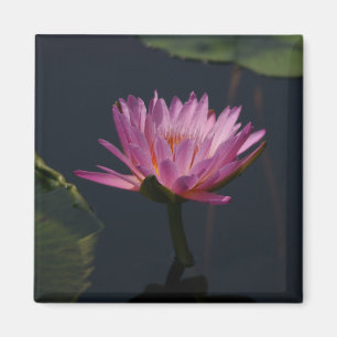 Aimant Nénuphar de Lotus violet rose