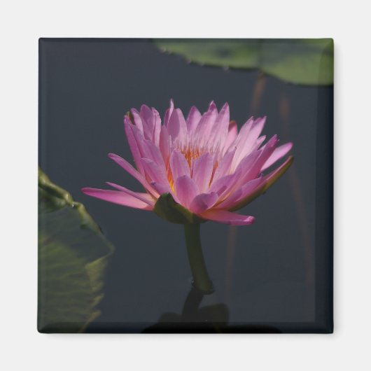 Aimant Nénuphar de Lotus violet rose (Devant)