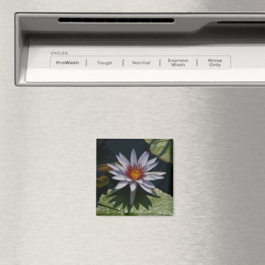 Aimant Nénuphar Lotus blanc (In Situ (Lave-vaisselle))