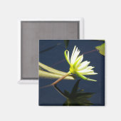Aimant Nénuphar Lotus blanc (Recto/Verso)