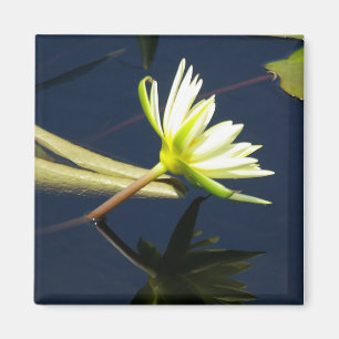 Aimant Nénuphar Lotus blanc