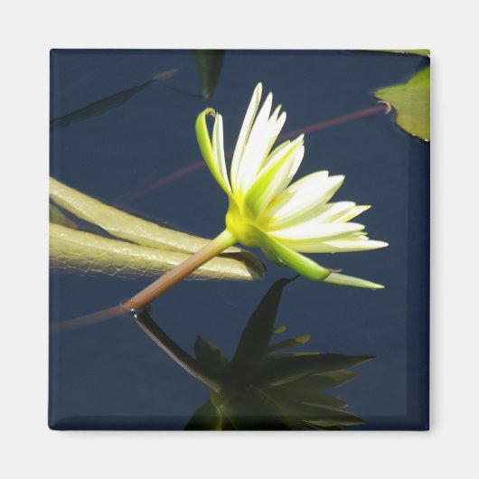 Aimant Nénuphar Lotus blanc (Devant)