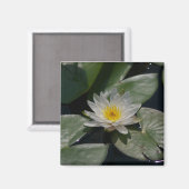 Aimant Nénuphar Lotus blanc (Recto/Verso)