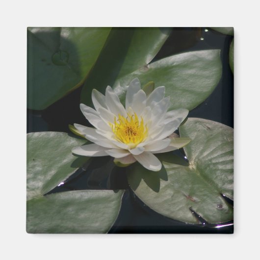 Aimant Nénuphar Lotus blanc (Devant)