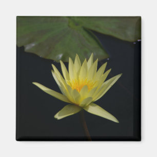 Aimant Nénuphar Lotus jaune