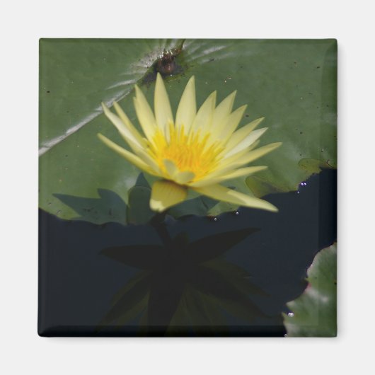 Aimant Nénuphar Lotus jaune (Devant)