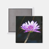 Aimant Nénuphar Lotus pourpre (Recto/Verso)