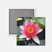 Aimant Nénuphar rose (Recto/Verso)