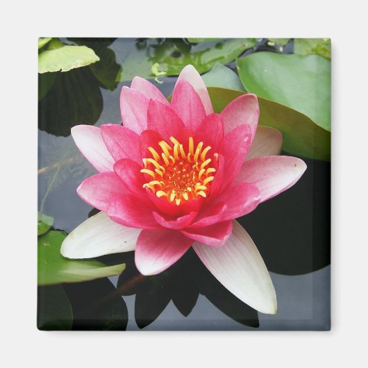 Aimant Nénuphar rose (Devant)