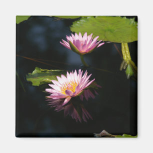 Aimant Nénuphar rose violet Lotus