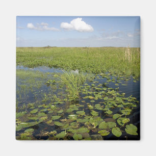 Aimant Nénuphars et sawgrass dans les Everglades de Flori