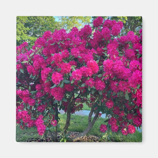 Aimant Neon Nature (Devant)