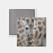 Aimant Netzgiraffe, Giraffa camelopardalis reticulata (Recto/Verso)