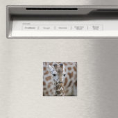 Aimant Netzgiraffe, Giraffa camelopardalis reticulata (In Situ (Lave-vaisselle))