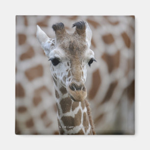 Aimant Netzgiraffe, reticulata de camelopardalis de