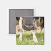 Aimant Nez de vache (Recto/Verso)