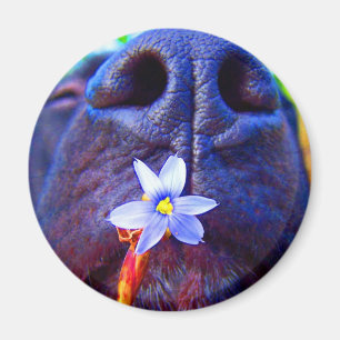 Aimant Nez noir de mélange de laboratoire, petite image