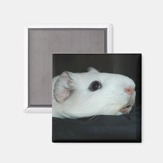 Aimant Nibbler (Recto/Verso)