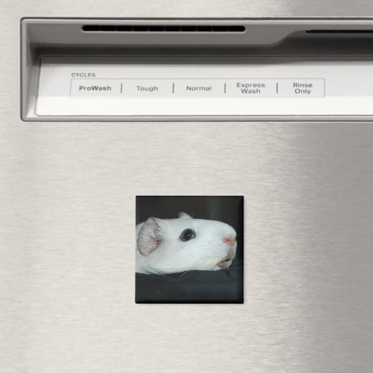 Aimant Nibbler (In Situ (Lave-vaisselle))