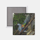 Aimant Nicobar Pigeon Wave (Recto/Verso)