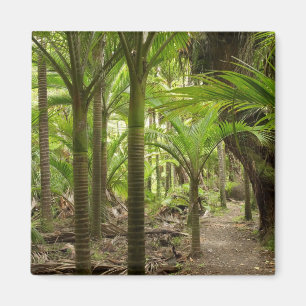 Aimant Nikau Palms, Hiaphy Track, près de Karamea,