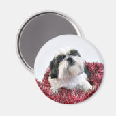 Aimant Noël de Shih Tzu (Recto/Verso)