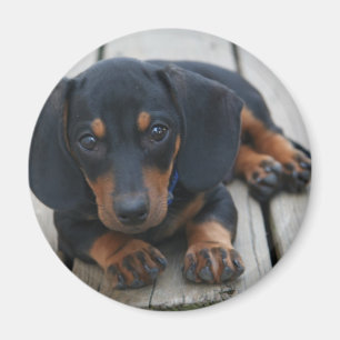 Aimant Noir de chiot de teckel