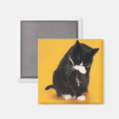 Aimant Noir et blanc Cat visage de nettoyage avec patte (Recto/Verso)