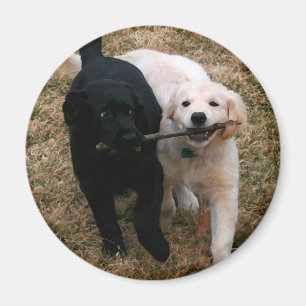 Aimant noir et blanc de chiots