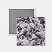 Aimant Noix de buffle - Water Caltrop (Recto/Verso)