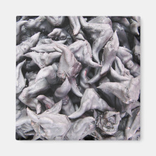 Aimant Noix de buffle - Water Caltrop